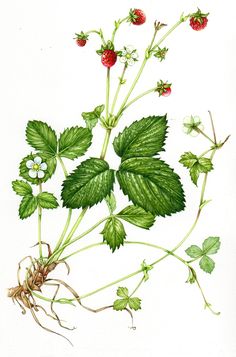 a drawing of strawberries and leaves on a white background