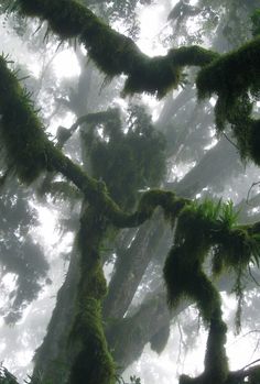 moss covered trees in the middle of a forest with foggy skies behind them and low hanging branches