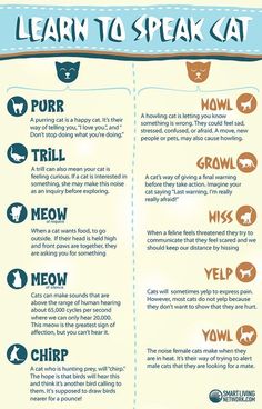 a poster with instructions on how to speak cat