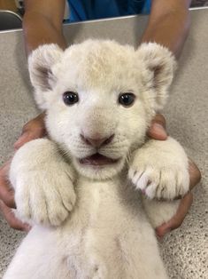 a baby white tiger cub being held by someone's hands on the floor in front of him