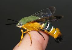 a close up of a person's finger with a small insect on top of it