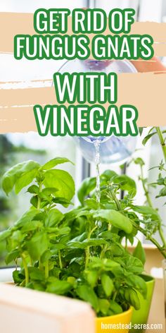 a potted plant with the words get rid of funguss with vinegar