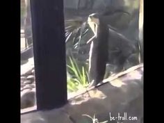 an animal standing in front of a glass door