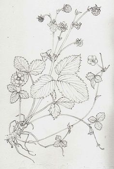 a drawing of flowers and leaves on a white paper