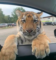 a tiger is sitting in the passenger seat of a car with its paws on the dashboard