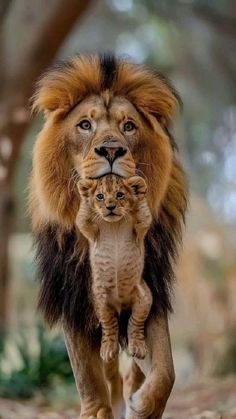 an adult lion walking with a baby lion on it's back in the woods