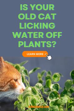 Discover why your old cat might be licking water off leaves instead of drinking from their bowl. Our article has all the answers. Different Types Of Cats, Cat Ages, Household Plants, Older Cats, Types Of Cats, Pothos Plant, Cat Fleas, Cat Whiskers