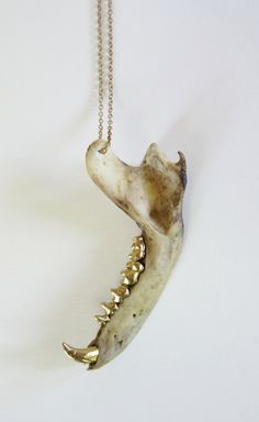 an animal's teeth are attached to a chain