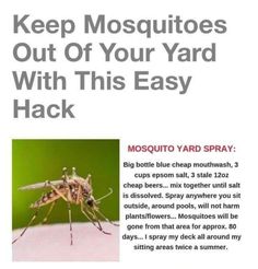 mosquitoes are the most dangerous pests in the world, and they can be found on