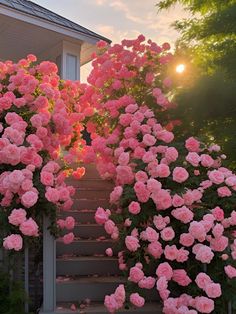 pink roses are blooming on the steps in front of a white house at sunset