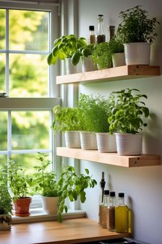 some plants are growing in pots on the window sill next to a stove top