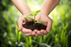 two hands holding a young plant in dirt