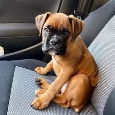 a brown dog sitting in the back seat of a car