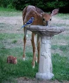 a fawn drinking water from a bird bath in the grass next to a cat