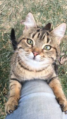 a cat sitting on top of someone's leg in the grass with its eyes wide open