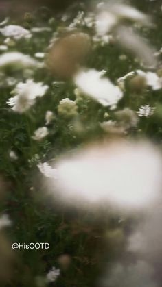 some white flowers in the grass and one is blurry