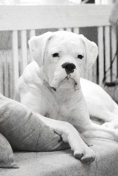 a white dog sitting on top of a couch next to a wooden railed fence