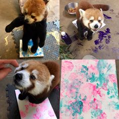 four different pictures of small animals in various stages of painting on canvases and paper