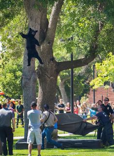 a black bear climbing up the side of a tree in a park while people watch