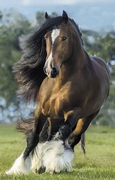 a brown horse is galloping with a white dog