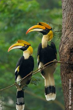 two black and yellow birds sitting on top of a tree branch next to each other