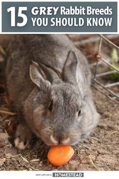 a gray rabbit eating an orange carrot with the words 15 grey rabbit breeds you should know