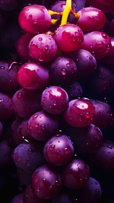 a bunch of grapes with water droplets on them