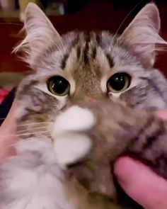 a close up of a cat with one paw in the air and looking at the camera