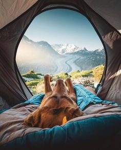 a dog laying in a tent looking out at the mountains