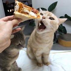 Pizzas, Cat Reaching, Pizza