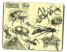 an old book with bugs and insects on it