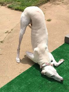 a large white dog laying on top of a lush green grass covered field next to a sidewalk