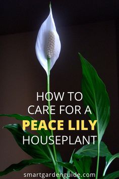 a white flower with the words how to care for a peace lily houseplant