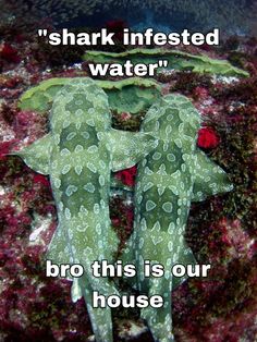 two green sea slugs on the bottom of a coral with a caption that reads, shark infested water bro this is our house