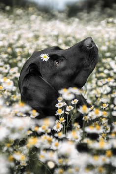 a black dog sitting in a field of daisies