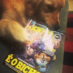 a dog laying on the floor with a book in it's mouth and paw