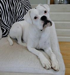 a white dog laying on top of a couch next to a zebra print pillow in a living room