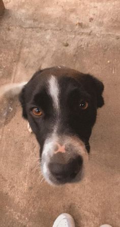 a black and white dog looking up at the camera