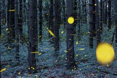 yellow and black fireflies flying in the forest