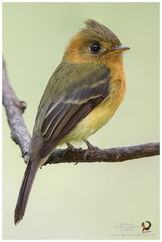 Flycatchers, Colourful Birds, Bird Pictures, Pretty Birds, Bird Photo, Colorful Birds, Cute Birds