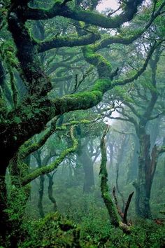 the trees are covered in green moss and have many branches growing out of their tops