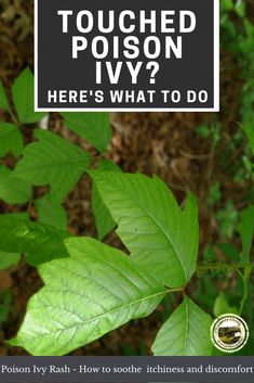 How to get rid of poison ivy rash. Remedies to soothe and heal poison ivy rash. How to dry out poison ivy rash. #rash #poisonivy #poisonivyrash Rash Remedies, Poison Ivy Rash, Homestead Skills, Sick Remedies, Poisonous Plants, Organic Lifestyle, Family Trees, Easy Diets, Eating Organic