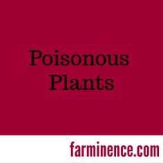 the words poisonous plants are in black and white letters on a red background