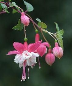 Fuchsia Flower, Nothing But Flowers, Beautiful Flowers Pictures, Pretty Plants