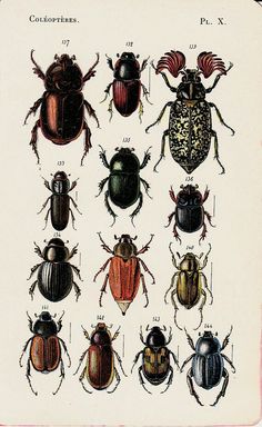 the different types of beetles are shown in this antique print, which shows them all different colors