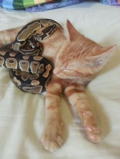 an orange and white cat laying on top of a bed next to a snake bag