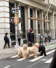 three dogs are walking down the street in front of people