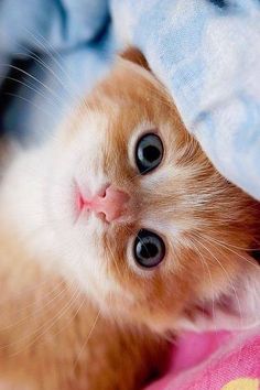 an orange and white kitten laying on top of a bed next to a blue blanket