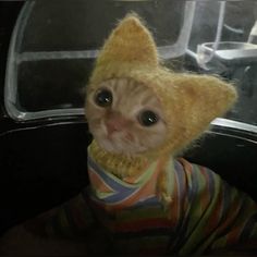 a small cat wearing a sweater and hat
