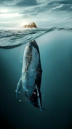 a humpback whale swims in the ocean with an island in the background